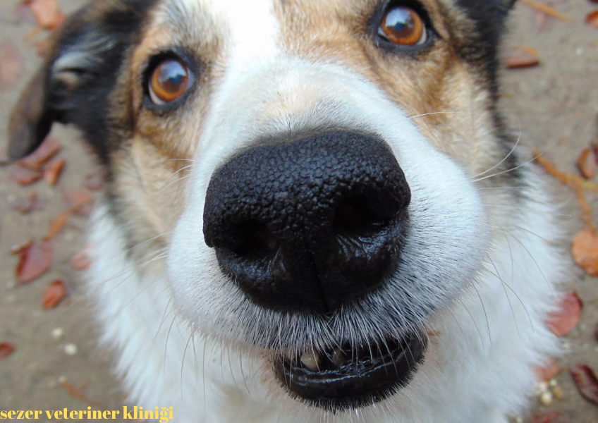 ''Köpeklerde Böbrek Hastalıkları Belirtileri Ve Çözüm Yolları''